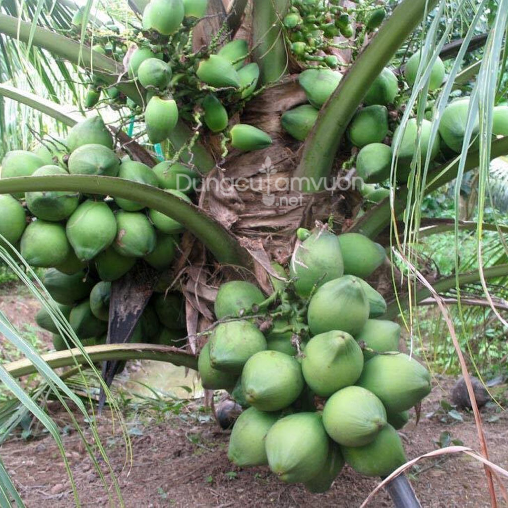 Giống cây dừa xiêm lùn