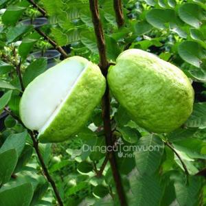 Giống cây ổi không hạt